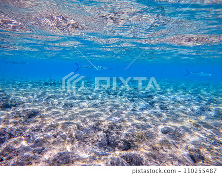 Garfish or Needlefish (Tylosurus crocodilus) at coral reef.. 110255487