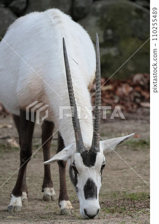 阿拉伯Orix 110255489