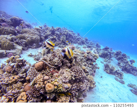 Red Sea bannerfish (Heniochus intermedius) at coral reef.. 110255493