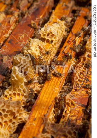 Open hive showing the bees swarming on a honeycomb.. 110255555