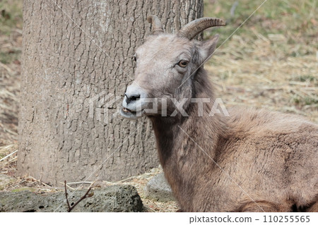 Okinawa sheep 110255565