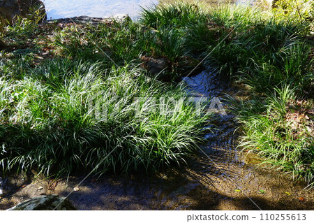 「Skisho」喜歡生長在山澗、水道沿岸等濕地。 「Skisho」喜歡生長在山澗、水道沿岸等濕地。 110255613