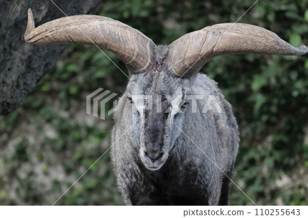 Sue Cho Varal Sue Cho Varal 110255643