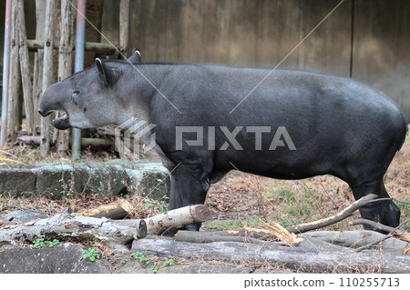 鬍子巴庫 鬍子巴庫 110255713