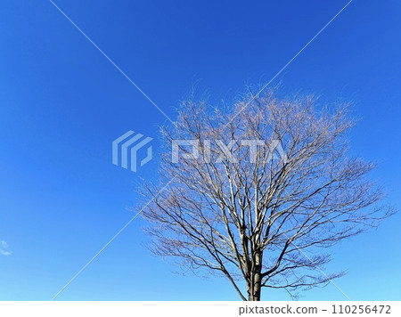 Winter sky and winter trees Winter sky and winter trees 110256472