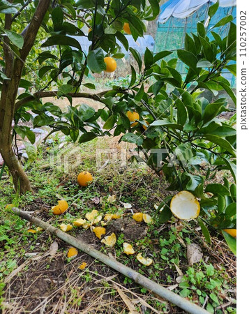 Palm civet damage, citrus fruits Palm civet damage, citrus fruits 110257002