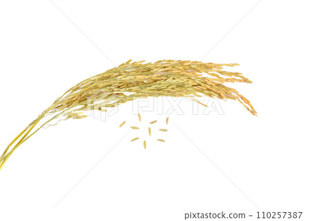 Paddy isolated on white background. (Thai Jasmine rice) 110257387