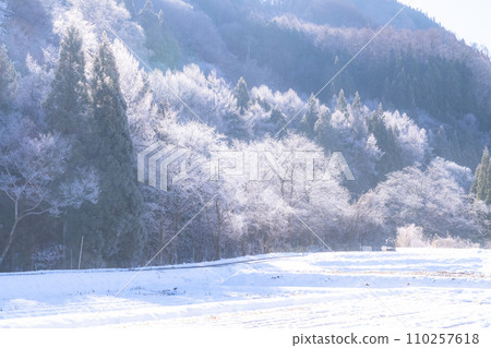 [Nagano Prefecture] Natural landscape of hoarfrost/Hakuba Village in winter 110257618