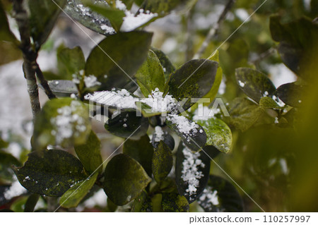 雪粒和梔子葉紛紛落下。 雪粒和梔子葉紛紛落下。 110257997