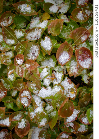 淫羊藿（錨草）葉與雪 110258431