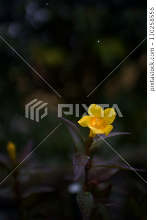 The jasmine flowers that bloom in winter shine transparently in the cold, enveloping the snow inside. 110258556