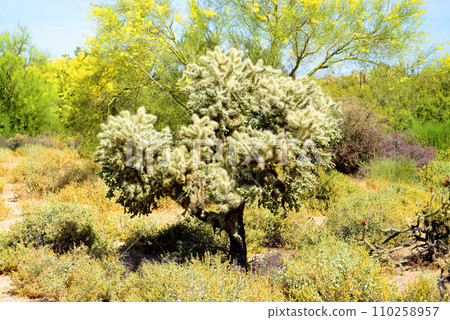 Cholla cactus, Sonora Desert, Mid Spring Cholla cactus, Sonora Desert, Mid Spring 110258957
