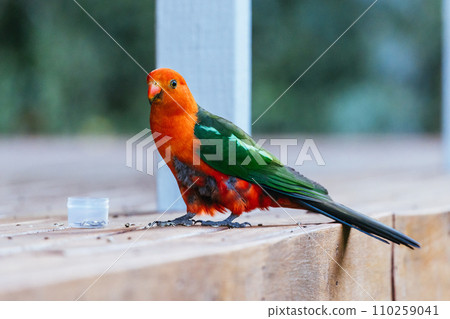 Australian King Parrot in Victoria Australia Australian King Parrot in Victoria Australia 110259041