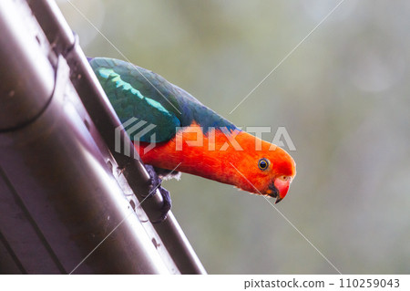 Australian King Parrot in Victoria Australia 110259043