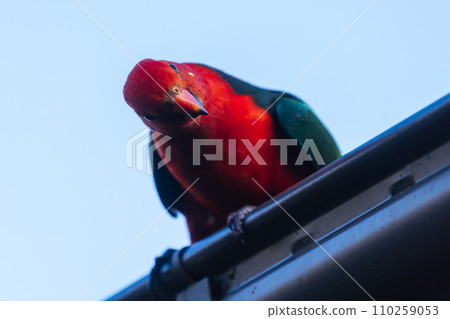 Australian King Parrot in Victoria Australia Australian King Parrot in Victoria Australia 110259053
