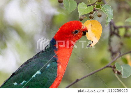 Australian King Parrot in Victoria Australia 110259055