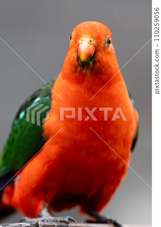 Australian King Parrot in Victoria Australia 110259056