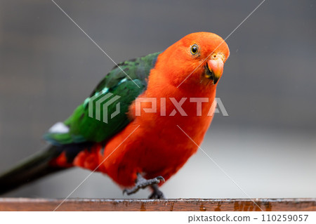 Australian King Parrot in Victoria Australia 110259057