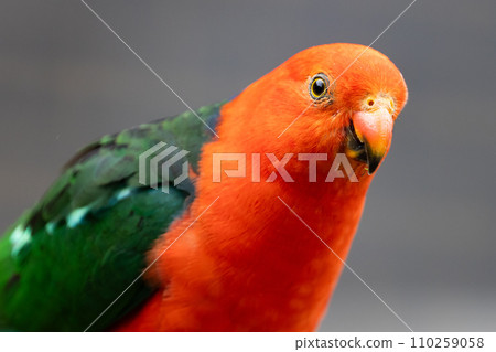 Australian King Parrot in Victoria Australia 110259058