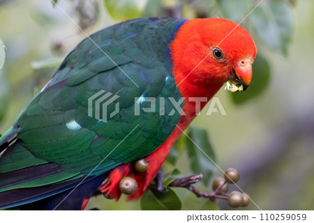 Australian King Parrot in Victoria Australia 110259059