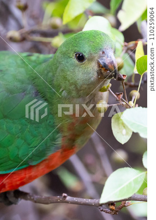 Australian King Parrot in Victoria Australia 110259064