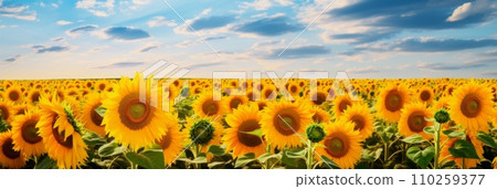 Fields with yellow sunflowers Fields with yellow sunflowers 110259377