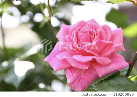 Pink rose 110260080