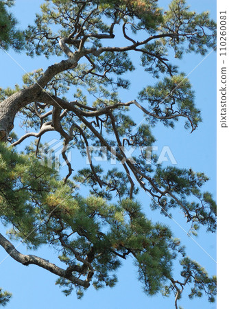Pine and blue sky 110260081