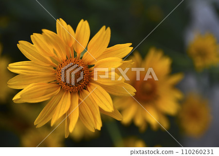 The Asteraceae family. Large yellow flowers. Sunflower. 110260231