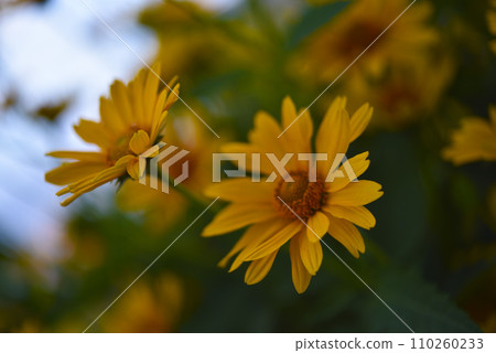 The Asteraceae family. Large yellow flowers. Sunflower. 110260233