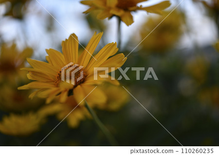 The Asteraceae family. Large yellow flowers. Sunflower. The Asteraceae family. Large yellow flowers. Sunflower. 110260235