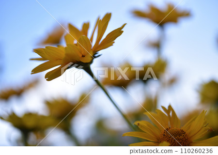 The Asteraceae family. Large yellow flowers. Sunflower. The Asteraceae family. Large yellow flowers. Sunflower. 110260236