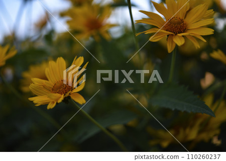 The Asteraceae family. Large yellow flowers. Sunflower. The Asteraceae family. Large yellow flowers. Sunflower. 110260237