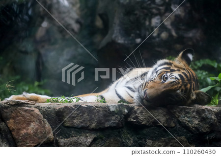 Close up Indochinese tiger is beautiful animal Close up Indochinese tiger is beautiful animal 110260430