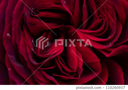 beautiful red-purple (burgundy) rose flower background. macro shot. 110260937