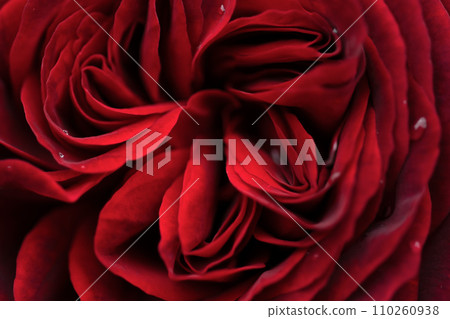 beautiful red-purple (burgundy) rose flower background. macro shot. 110260938