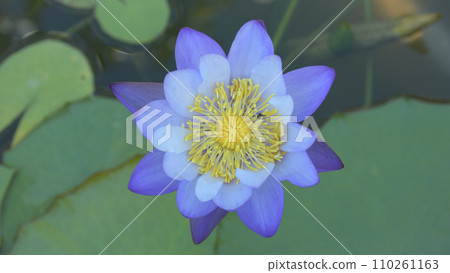 White water lily 110261163