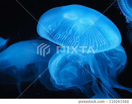 Drifting jellyfish Drifting jellyfish 110261568