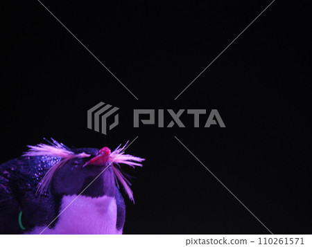 penguin on black background 110261571