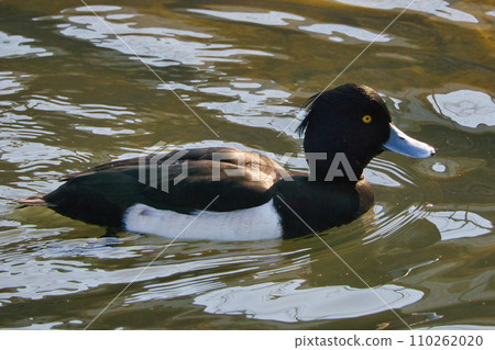 A cute migratory golden-winged butterfly swimming in the pond 110262020