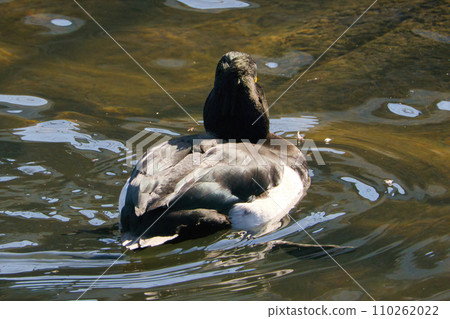 A cute migratory golden-winged butterfly swimming in the pond 110262022