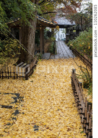 Kamakura December Ankokuronji Temple 16 Autumn leaves Kamakura December Ankokuronji Temple 16 Autumn leaves 110262085