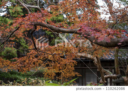 鎌倉 12 月 安國論寺 17 秋葉 鎌倉 12 月 安國論寺 17 秋葉 110262086