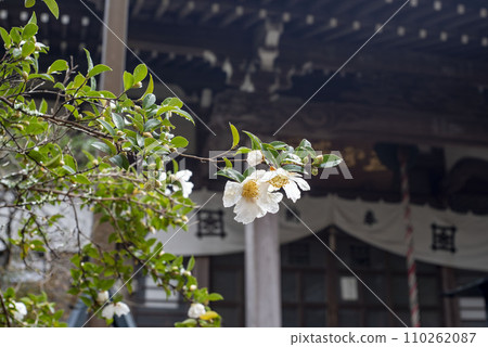Kamakura December Ankokuronji Temple 18 Sasanqua 110262087