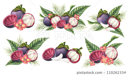 Mangosteen with palm leaves and flowers. Watercolor hand drawn set of illustrations with exotic tropical Fruit on isolated background. Drawing of asian food with garcinia and juicy slices. 110262334