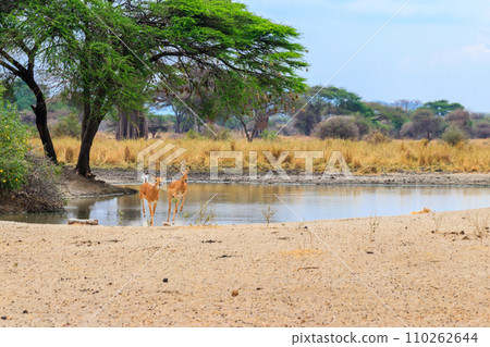 Impala (Aepyceros melampus) at the watering place in Tarangire National Park, Tanzania Impala (Aepyceros melampus) at the watering place in Tarangire National Park, Tanzania 110262644