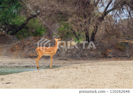 Impala (Aepyceros melampus) in Tarangire National Park, Tanzania Impala (Aepyceros melampus) in Tarangire National Park, Tanzania 110262646
