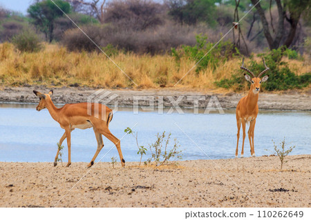 Impala (Aepyceros melampus) at the watering place in Tarangire National Park, Tanzania Impala (Aepyceros melampus) at the watering place in Tarangire National Park, Tanzania 110262649