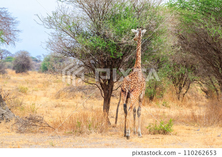 Giraffe in savanna in Tarangire national park in Tanzania. Wild nature of Tanzania, East Africa 110262653
