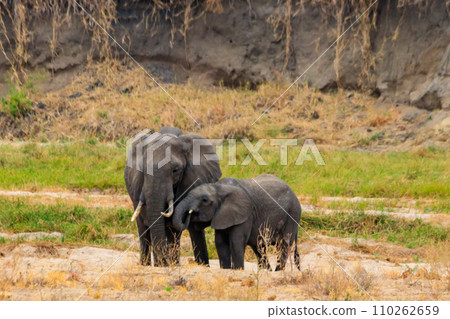 Mother and baby African elephants in Tarangire national park, Tanzania Mother and baby African elephants in Tarangire national park, Tanzania 110262659
